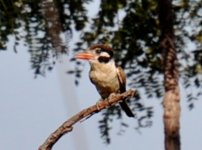 Laguna Blanca White Eared Puffbird 1.jpg