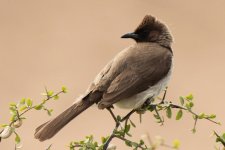 Common Bulbul (25.03.12).jpg