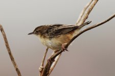 Fan-tailed Warbler (26.03.12).jpg