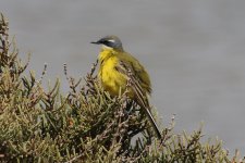 Spanish Wagtail (26.03.12).jpg