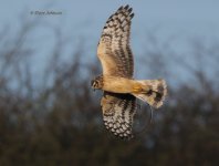 dcj-hen-harrier-674.jpg