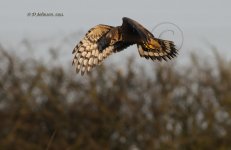 dcj-hen-harrier-9920.jpg