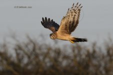 dcj-hen-harrier-9925.jpg