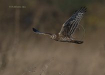 dcj-hen-harrier-744.jpg