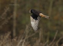 dcj-hen-harrier-8914.jpg