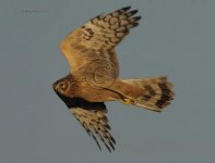 dcj-hen-harrier-449.jpg