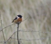 stonechat best.jpg