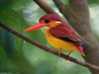 rufous-backed_kingfisher1.jpg