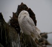 DSCN9420 first Snowy Owl.jpg