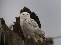 DSCN9420 first Snowy Owl II.jpg