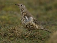 DCJ-Mistle-Thrush-65.jpg