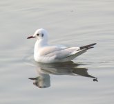 Black-headed gull.jpg