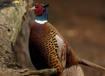 DCJ-Pheasant-89.jpg