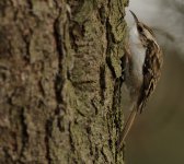 DCJ-Treecreeper-326.jpg