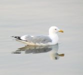 Mongolian Gull.jpg