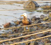 Black-tailed Gull oiled.jpg