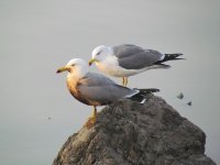 Black-tailed Gull oiled 2.jpg