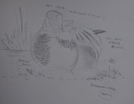 Garganey male pencil.jpg