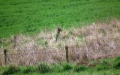 Short-eared Owl.jpg