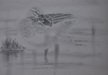 Garganey female pencil.jpg