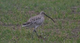 curlew2.jpg