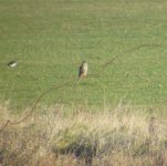 Merlin 20120116 Shellness Swale NNR (1) - Copy.JPG