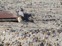 snowbunting1.JPG