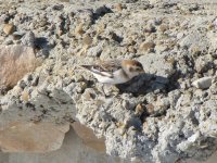 snowbunting2.JPG