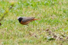 Redstart_4.jpg