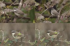 LesserWhitethroat.jpg