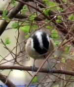 Coal Tit crown.jpg