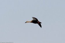 10891_Eastern Spot-billed Duck.jpg