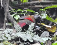 380 Red-winged Laughingthrush.jpg