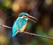 Common-Kingfisher-Home-XL.jpg