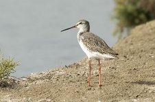 redshank.jpg