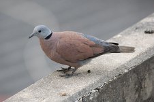 redturtledove.jpg