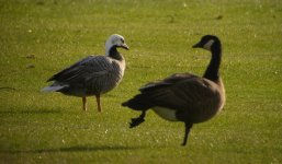 DSCN9454 Emperor Goose and foot-waving Canada Goose.jpg