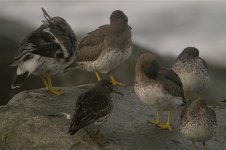 DSCN9490 Rock Sand & Surfbird III.jpg