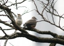 white shouldered starling and spotted dove 1.jpg