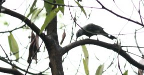 black winged cuckoo shrike 3.jpg