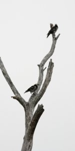 black collared starlings 1.jpg