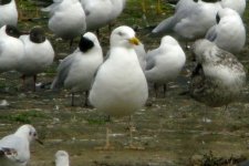 Colour ringed gull SO.jpg