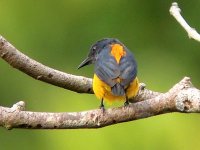 orange-bellied flowerpecker.jpg