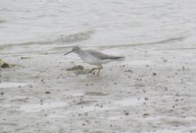 Grey-tailed tattler.jpg