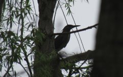 Striated Heron.jpg