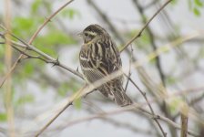 Yellow-breasted Bunting.jpg