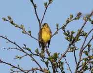 yellowhammer.jpg