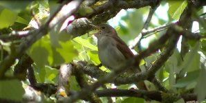 nightingale s'albufera 24.04.12redux.jpg