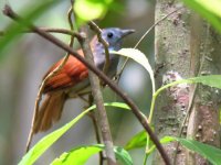 chestnut-winged babbler.jpg