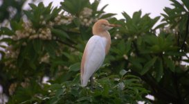 DSCN0286 Cattle Egret 1.jpg